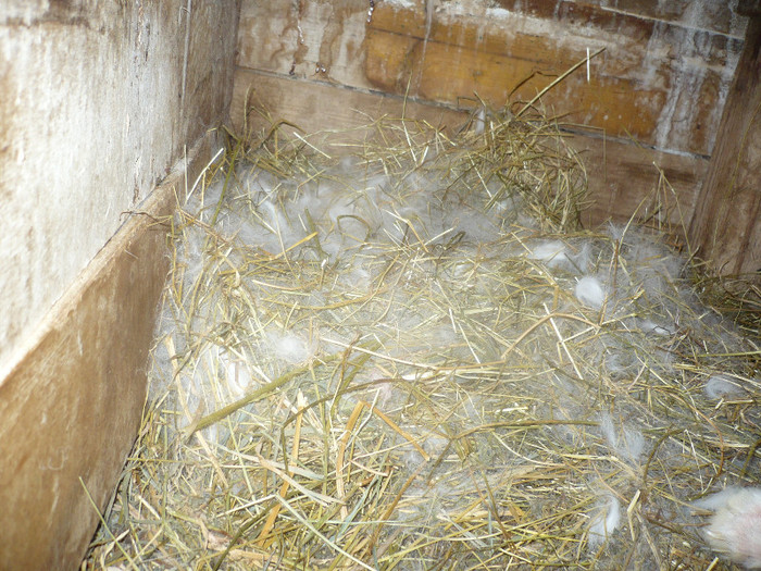 P1090824 - femele cu pui turingen si galbeni aprilie 2012