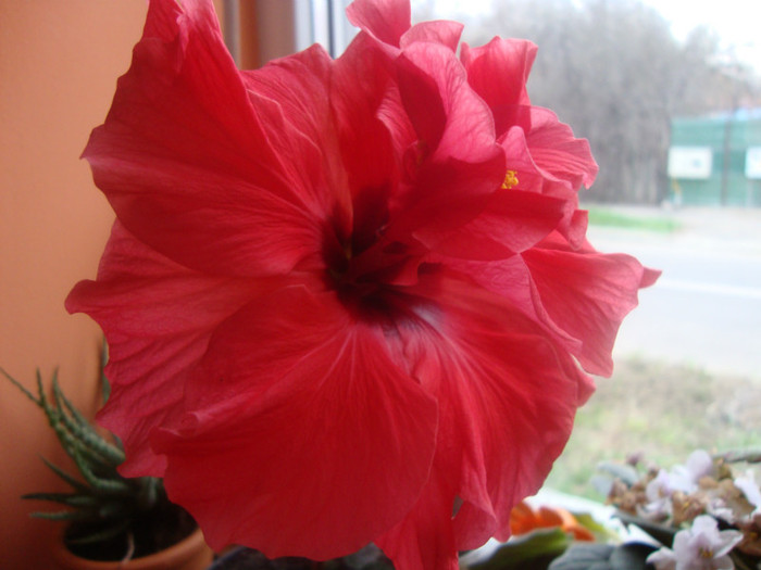  - hibiscusi