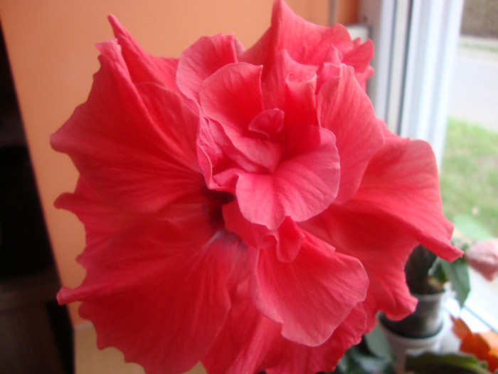 - hibiscusi
