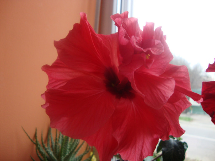  - hibiscusi