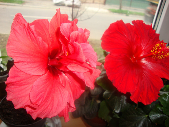  - hibiscusi