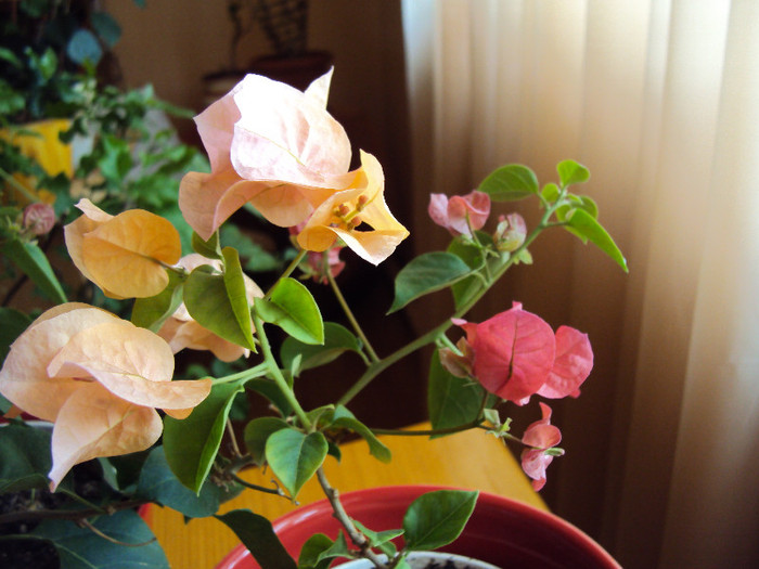doi puiuti - Bougainvillea