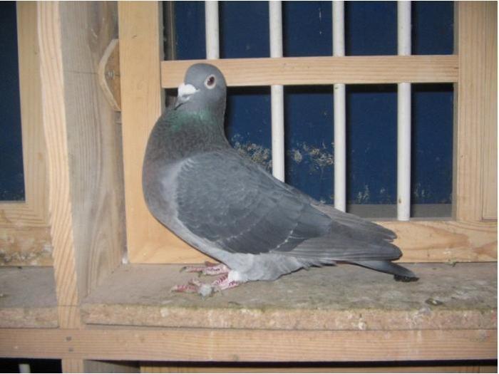 Foto-Carje-Viorel-porumbel-Geacu