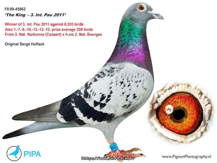 pigeon-11-2