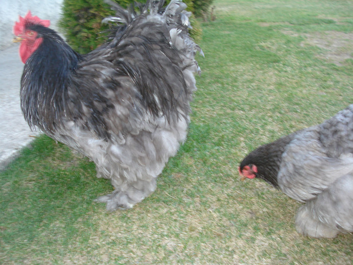 COCHINCHINA ALBASTRU