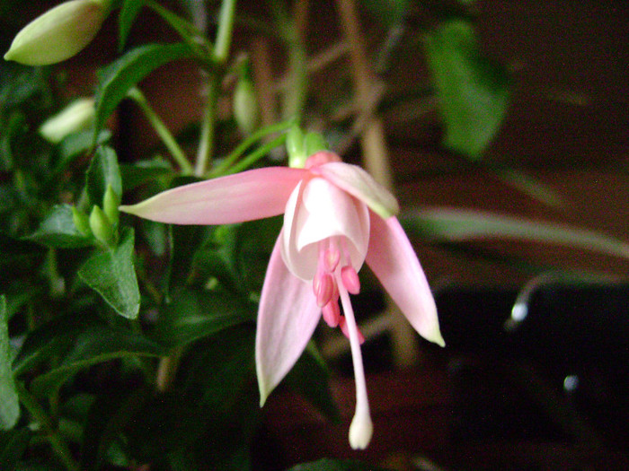 DSC08411 - Fuchsia