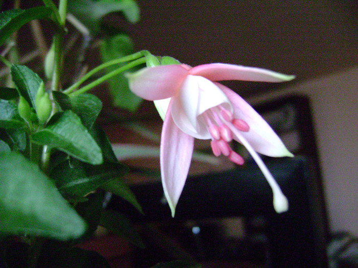 DSC08412 - Fuchsia