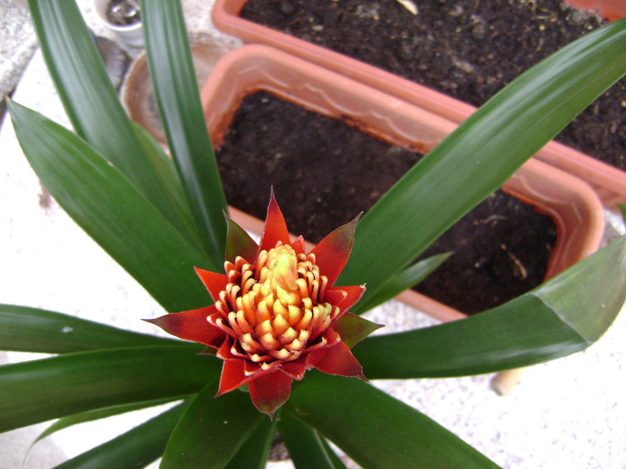 DSC08425 - Bromelia