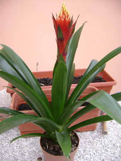 DSC08423 - Bromelia