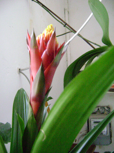 DSC08392 - Bromelia