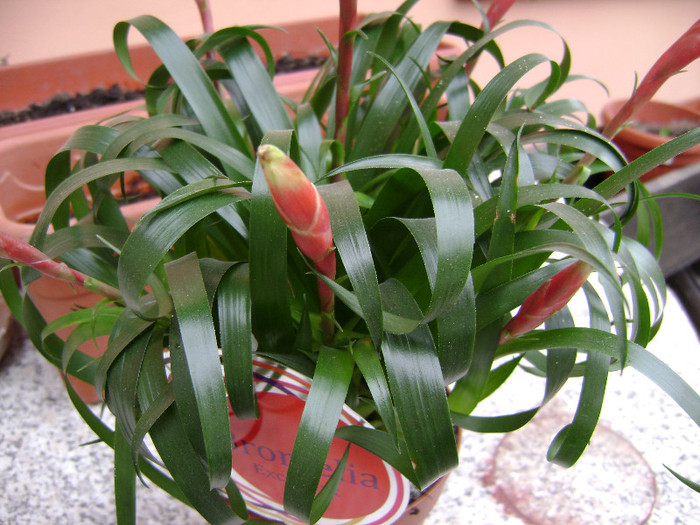 DSC08422 - Bromelia