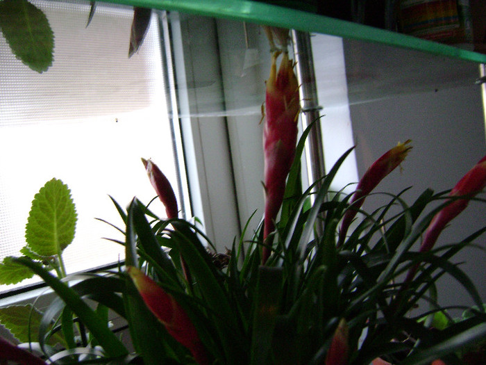 DSC08364 - Bromelia