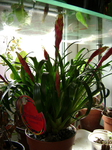 DSC08389 - Bromelia