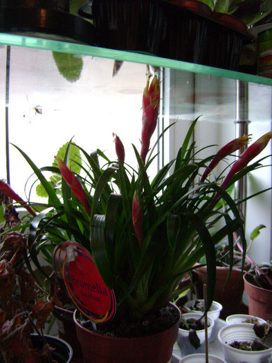 DSC08363 - Bromelia