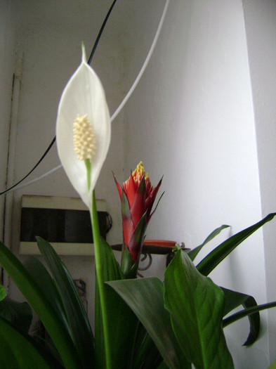 DSC08414 - Spathiphyllum