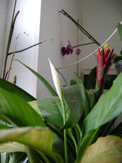 DSC08397 - Spathiphyllum