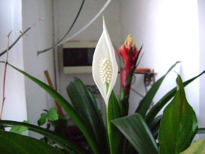 DSC08408 - Spathiphyllum