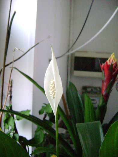 DSC08409 - Spathiphyllum