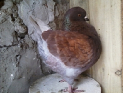 1-0 kovaci sandor........achizitie madar ciprian; 1-0 kovaci sandor........achizitie madar ciprian
