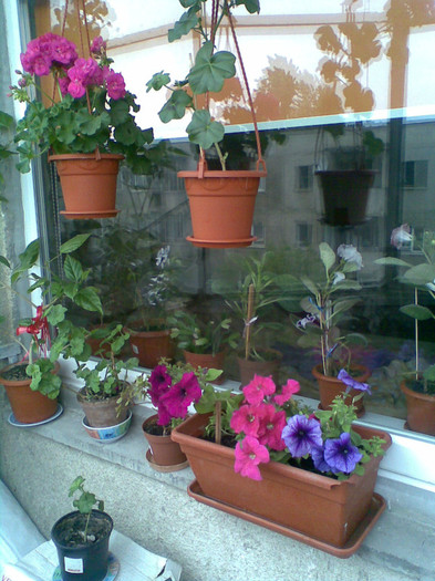 balcon - florii