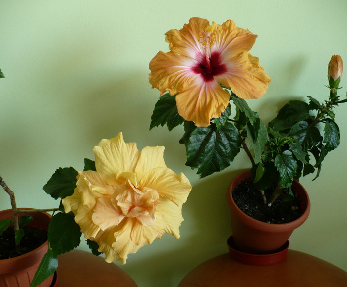 P1370855 - hibiscusi 2012