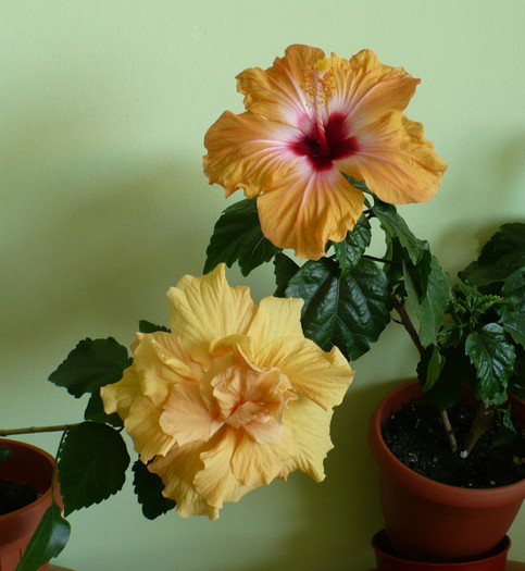 P1370856 - hibiscusi 2012
