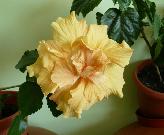 P1370858 - hibiscusi 2012