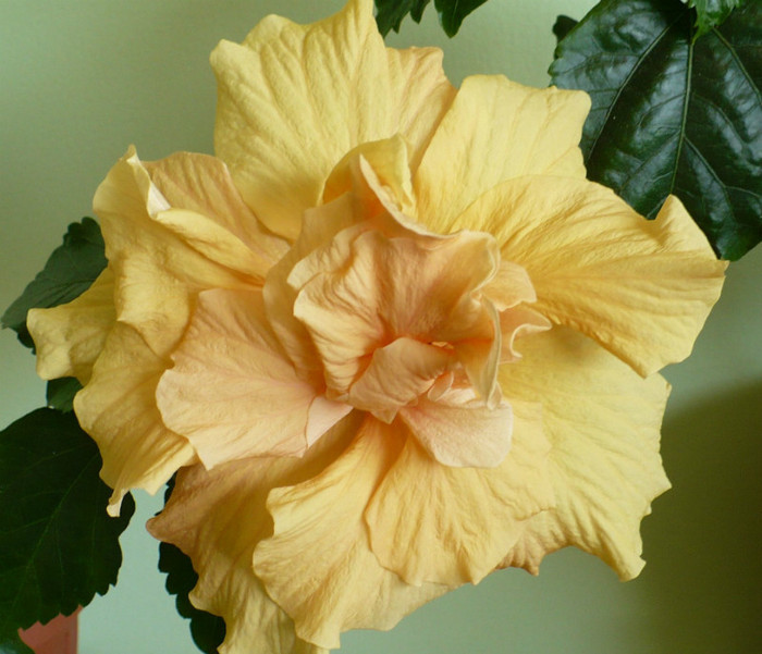 P1370859 - hibiscusi 2012