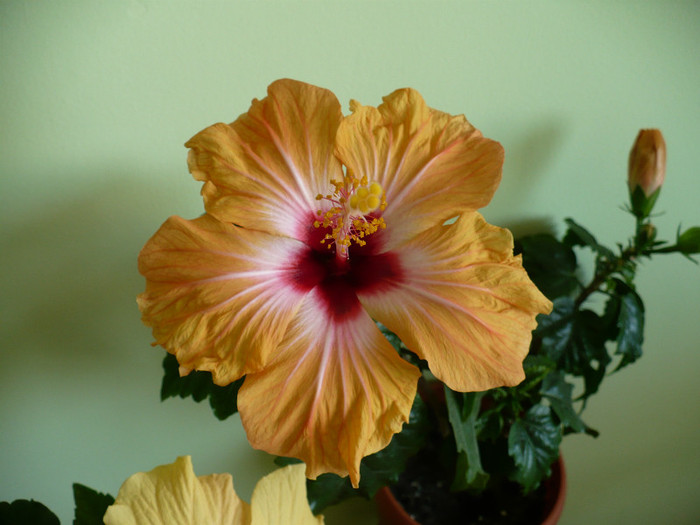 P1370857 - hibiscusi 2012