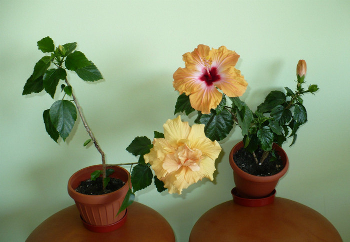 P1370860 - hibiscusi 2012