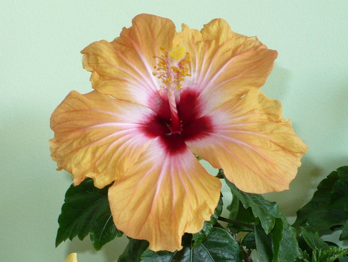 P1370861 - hibiscusi 2012