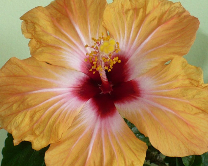 P1370862 - hibiscusi 2012