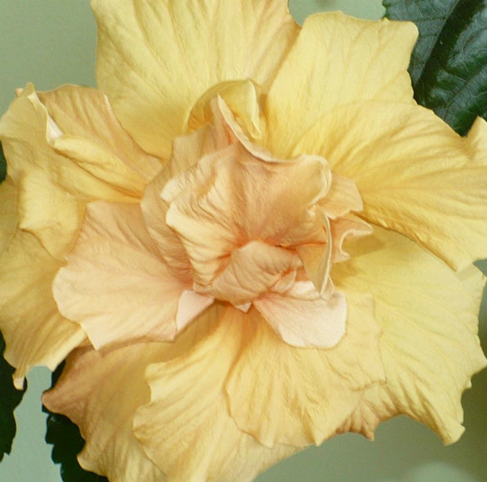 P1370863 - hibiscusi 2012