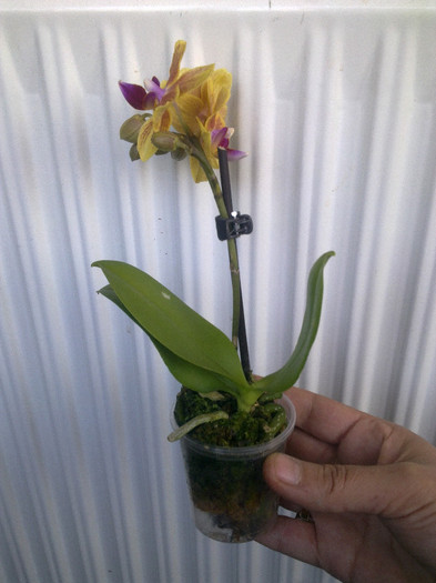 Imagine1238 - orhidee la gramada