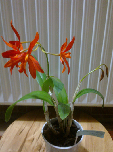 epi cattleya