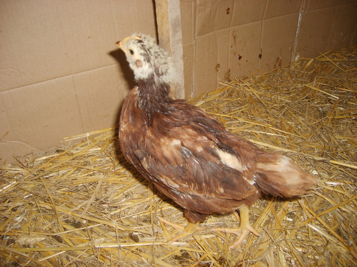 S6001025 - pui scosi pe 23 februarie