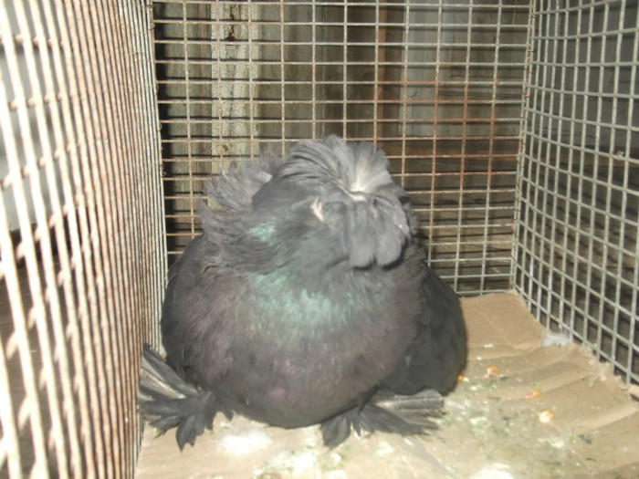 yonchesint 021 femela