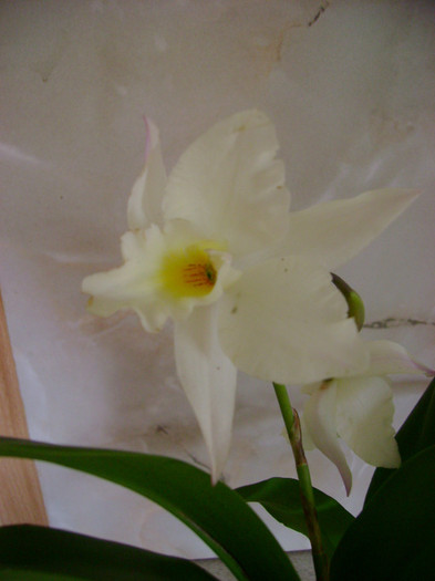 DSC04931_04.04.12 parfumata - Orhidee 2012