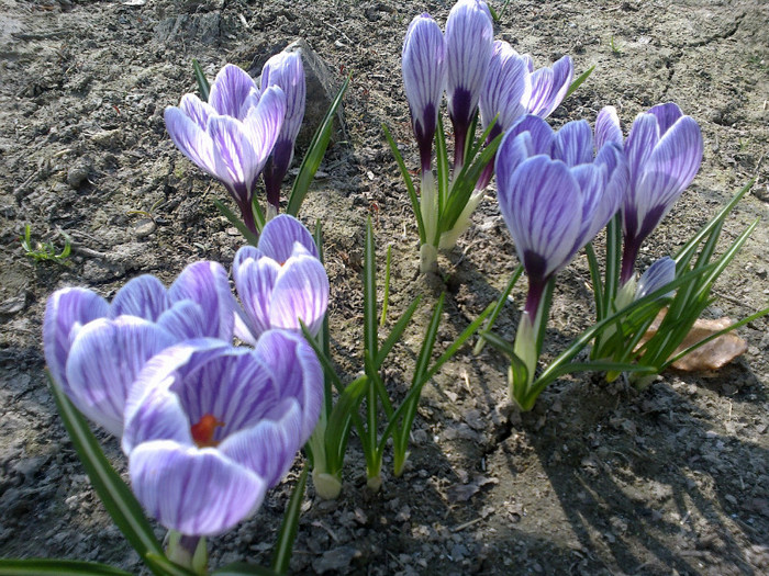 flori 016 - flori diferite