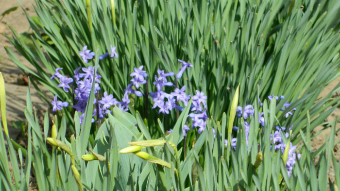 DSCN1140 - APRILIE 2012