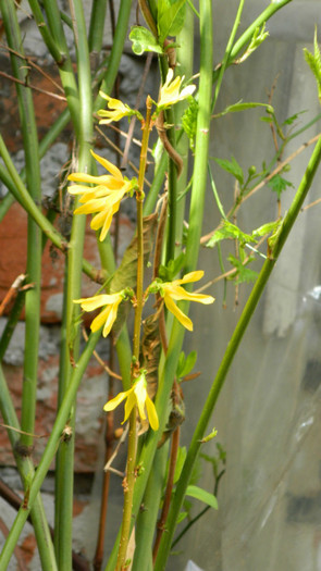DSCN1147 - APRILIE 2012