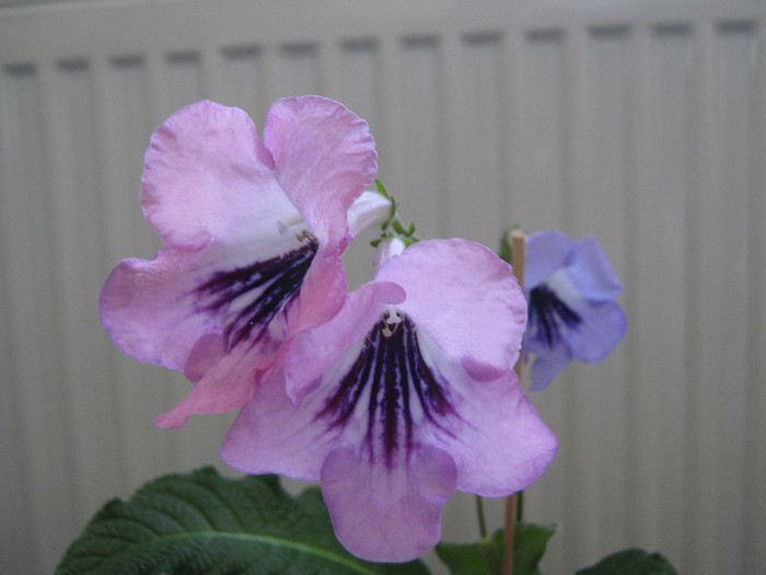 o planta MAGNIFICA - streptocarpus DS Mirazh  -Dimetris