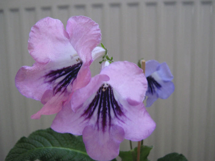 cu miros persistent - streptocarpus DS Mirazh  -Dimetris