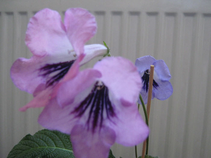 care dureazaaaaaa - streptocarpus DS Mirazh  -Dimetris