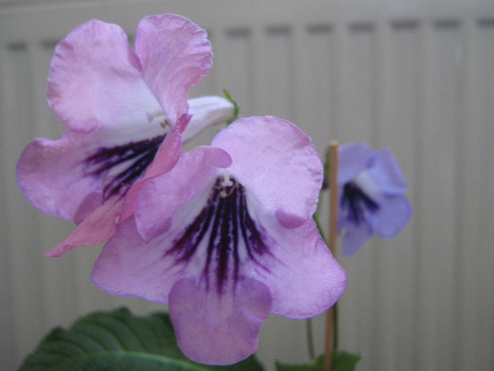 si dupa 12 zille....... - streptocarpus DS Mirazh  -Dimetris