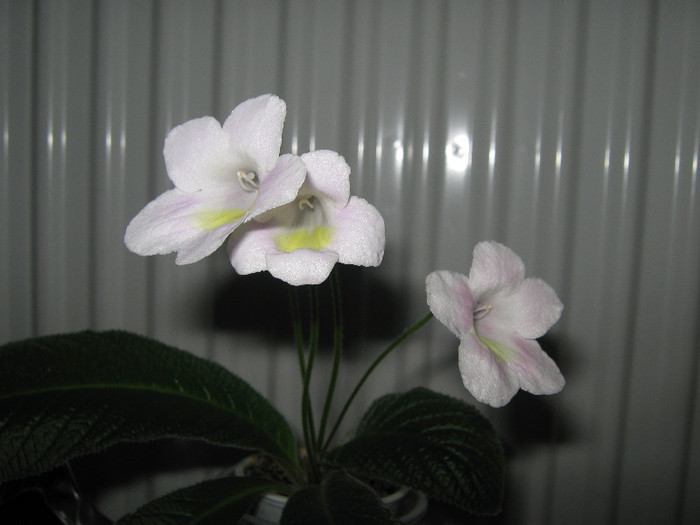  - streptocarpus Bristol_s Goose Egg