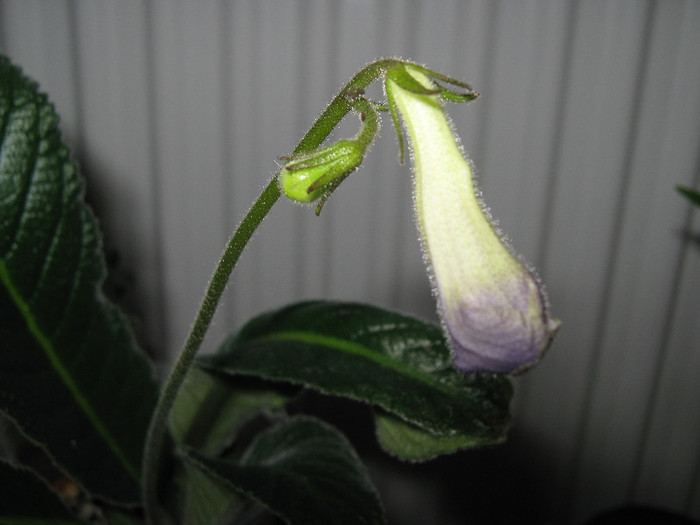  - streptocarpus DS Alexandrit- Dimetris