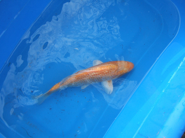 30 cm ginrin - crapi koi 2012