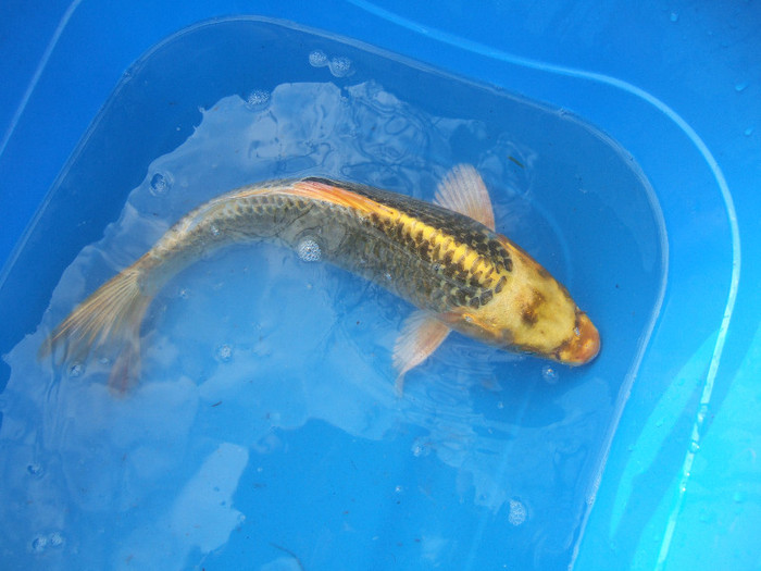 36 cm - crapi koi 2012