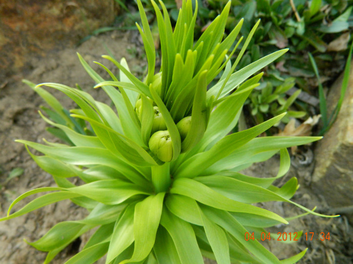 fritillaria